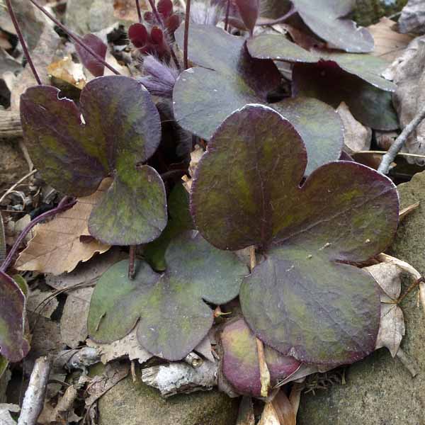 Hepatica americana - Round Lobed Hepatica - Leaves, older