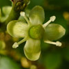 <i>Ilex opaca</i> ( American Holly ) Female flowers: note - only a single flower at the end of a stalk