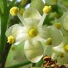 <i>Ilex opaca</i> ( American Holly ) Male flowers: note - multiple flowers at the end of a stalk