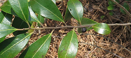 Ilex glabra - inkberry Holly, bark, whitish raised lenticels