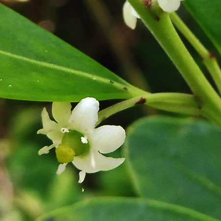 Ilex glabra - inkberry Holly - female flower closeup, petals, fertile pistil, ovary, stigma, sterile stamens