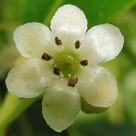 Ilex glabra - inkberry Holly - male flower closeup, petals, fertile stamens, mature anthers, sterile pistil