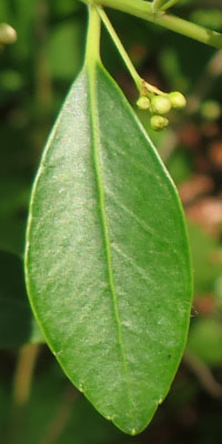 Ilex glabra - inkberry Holly leaves - ovate (widest below the middle) coming to a point at the tip