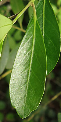 Ilex glabra - inkberry Holly leaves - ovate (widest below the middle) coming to a point at the tip