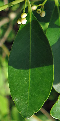 Ilex glabra - inkberry Holly leaves - ovate (widest below the middle) coming to a point at the tip