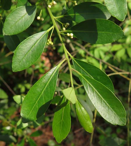 Ilex glabra - inkberry Holly - Red Fruit