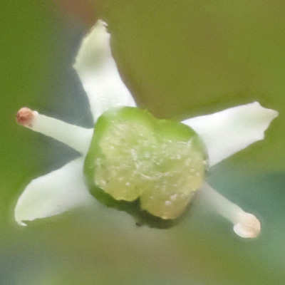 Mountain Holly - Ilex mucronata - female flower