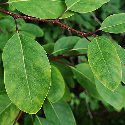 Mountain Holly, Ilex mucronata, leaves