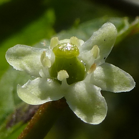 Ilex verticillata - Winterberry Holly - female flower closeup, petals, fertile pistil, ovary, stigma, sterile stamens