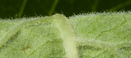 Ilex verticillata - Winterberry Holly, leaf bottom surface, lighter green, very hairy, with raised veins Ilex verticillata - Winterberry Holly, leaf bottom surface, lighter green, very hairy, with raised veins
