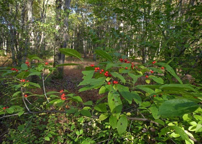 Ilex verticillata - Winterberry Holly, habitat Ilex verticillata - Winterberry Holly, habitat