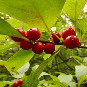 Ilex verticillata - Winterberry Holly - Red Fruit Ilex verticillata - Winterberry Holly - Red Fruit