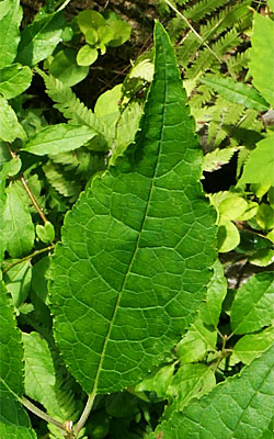 Ilex verticillata - Winterberry Holly leaves - ovate (widest below the middle) coming to a point at the tip