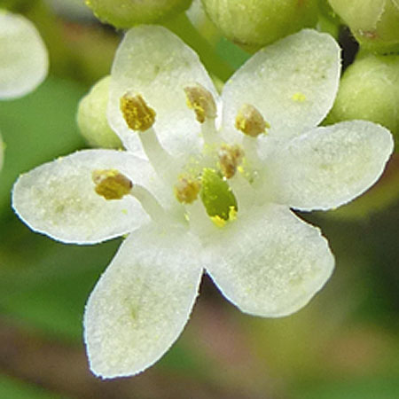 Ilex verticillata - Winterberry Holly - male flower closeup, petals, fertile stamens, mature anthers, sterile pistil