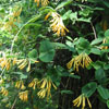 <i>Lonicera sempervirens var. sulphurea</i> ( Yellow variety of Coral honeysuckle )  The upper leaves are perfoliate - the stem appears to go through the leaf