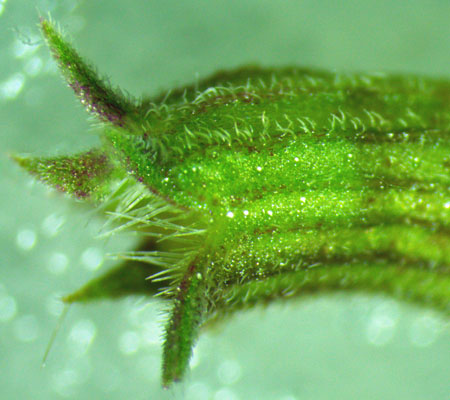 Monarda punctata - Eastern horsemint - calyx - close up