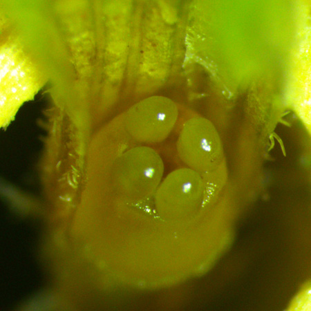 Monarda punctata - Eastern horsemint - ovary nectary - close up