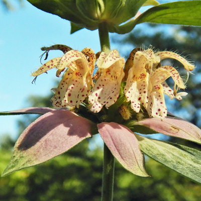 Monarda punctata - Eastern Horsemint