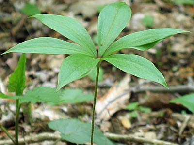 medeola virginiana - Indian cucumber - Plant with single layer of leaves