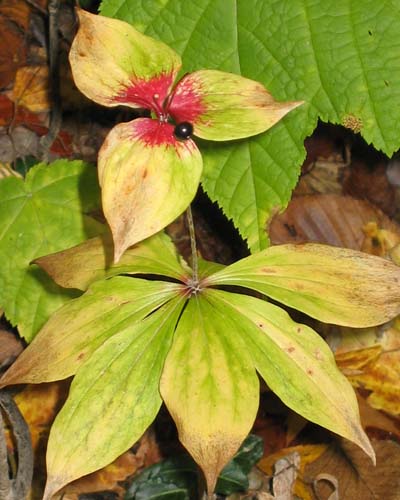 medeola virginiana - Indian cucumber - mature fruit