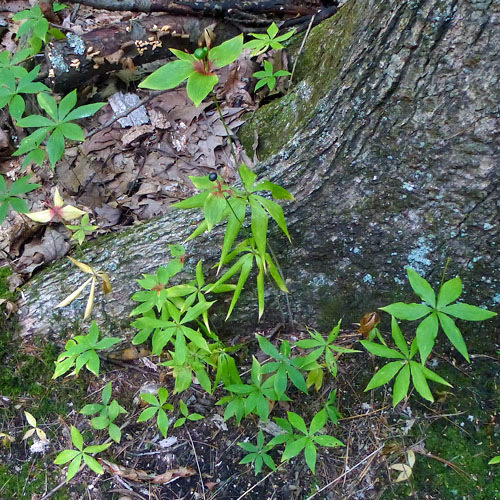 medeola virginiana - Indian cucumber - plants - 1 & 2 whorls of leaves - habitat