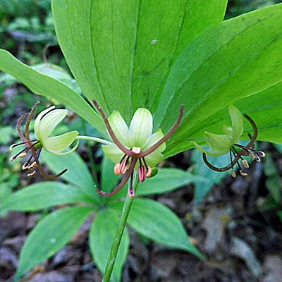 Medeola virginiana- Indian cucumber - cluster of flowers under upper whorl of leaves