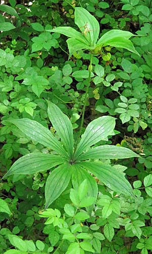 medeola virginiana - Indian cucumber - Plant with two layers of leaves