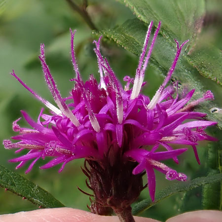 New York ironweed - Vernonia noveboracensis - inflorescence, flowerheads, ray & disc flowers
