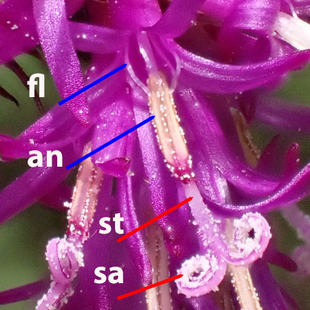 New York ironweed - Vernonia noveboracensis - stamens, pistils, closeups New York ironweed - Vernonia noveboracensis - stamens, pistils, closeups