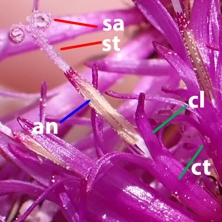 New York ironweed - Vernonia noveboracensis - stamens, pistils, closeups New York ironweed - Vernonia noveboracensis - stamens, pistils, closeups