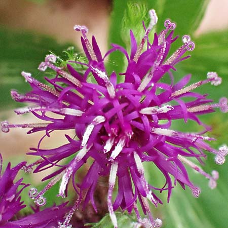 New York ironweed - Vernonia noveboracensis - inflorescence, flowerheads, ray & disc flowers