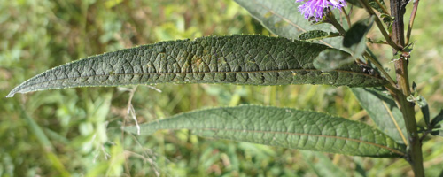 New York ironweed - Vernonia noveboracensis - leaves