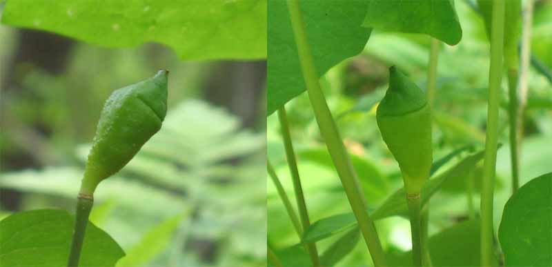 Jeffersonia diphylla (Twin leaf )fruit 