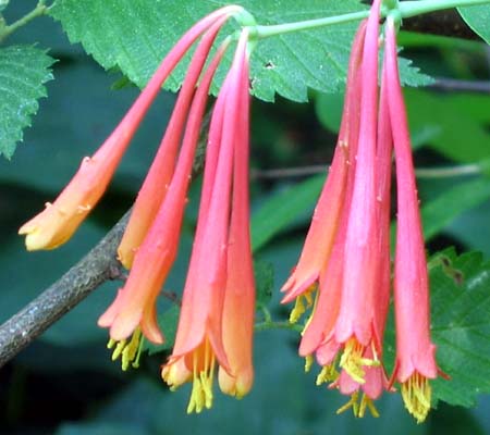 Leonicera sempervirens (Coral honeysuckle red)