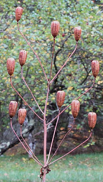 Lilium canadense   - Canada Lily - Lilium canadense -  fruit, seed pod