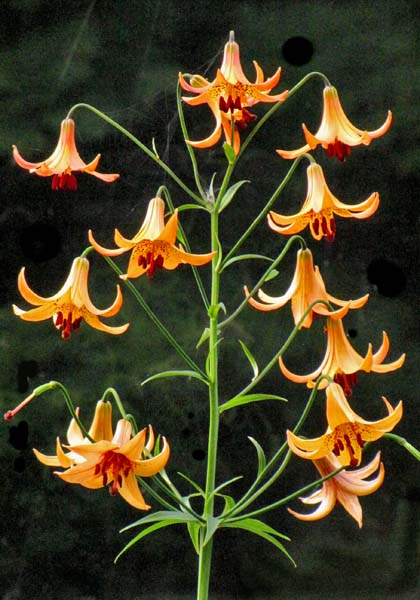 Lilium canadense   - Canada Lily - Lilium canadense -  flower cluster