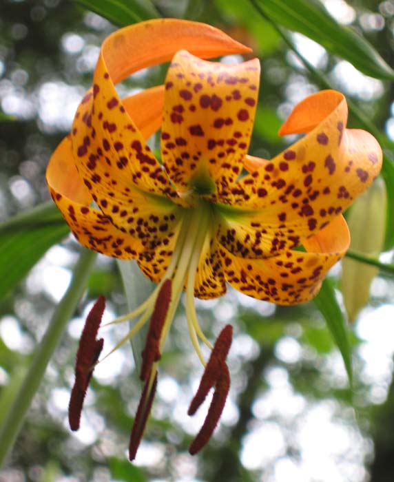 Lilium superbum (Turk's-Cap Lily)