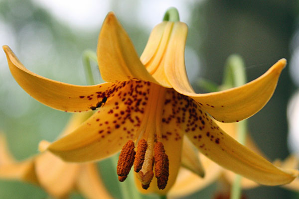 Lilium canadense   - Canada Lily -  Lilium canadense - stamens and pistil