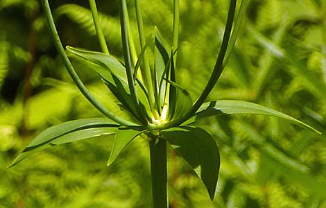 Lilium canadense   - Canada Lily - Lilium canadense -  flower cluster