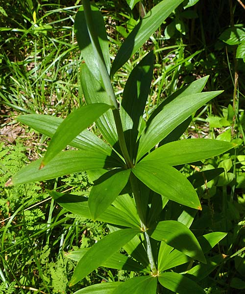 Lilium canadense   - Canada Lily Lilium canadense - 