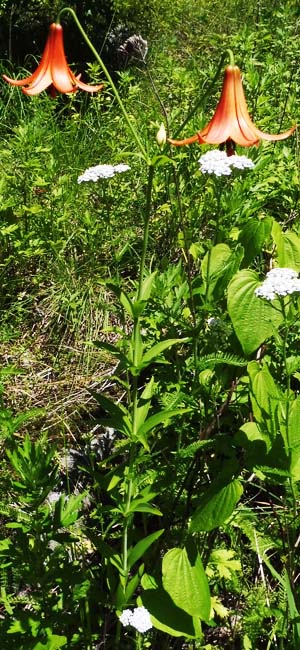 Lilium canadense   - Canada Lily Lilium canadense - 