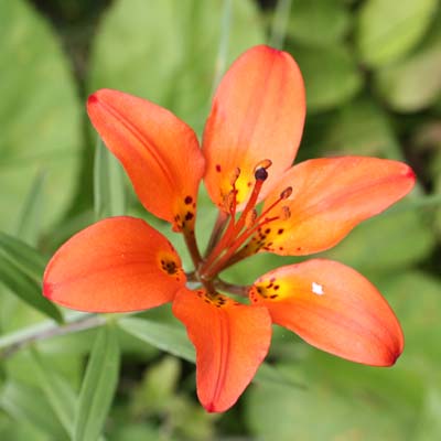 Lilium philadelphicum (Wood Lily)