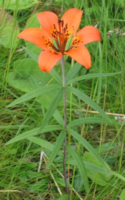 Lilium philadelphicum (Wood Lily)