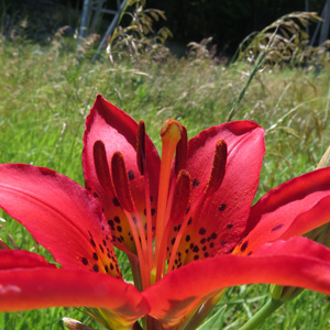 Lilium philadelphicum var. philadelphicum - Wood Lily