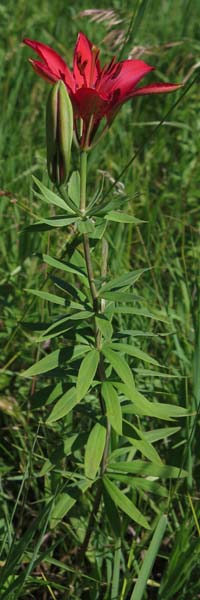 Lilium philadelphicum var. philadelphicum - Wood Lily - flowers at the top of unbranched stem