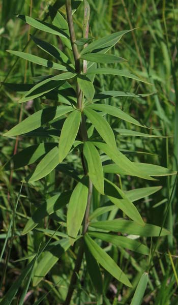 Lilium philadelphicum var. philadelphicum - Wood Lily  - layers of whorled leaves