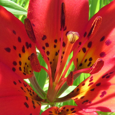 Lilium philadelphicum var. philadelphicum - Wood Lily -  stamens and pistil