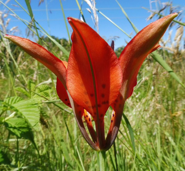 Lilium philadelphicum var. philadelphicum - Wood Lily - Flower, side view, claw shaped tepals