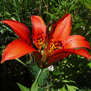 Lilium philadelphicum var. philadelphicum - Wood Lily