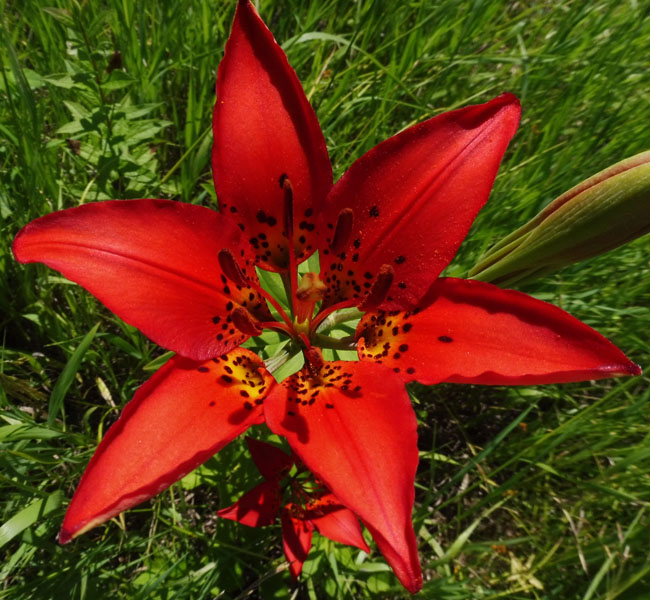 Lilium philadelphicum var. philadelphicum - Wood Lily - Flower, top view, sepals and petals